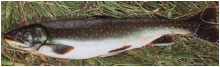  (Salvelinus malma).  ,    .       - 0,5 - 1 ,   4 .     -  .    -.    . 