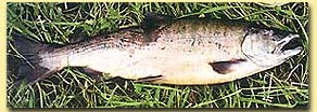 Рыба Сима - Вишневый лосось