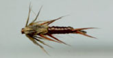 72.Brown Nymph