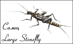  Large Stone Fly