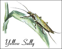 Yellow Sally