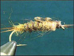 "Large Stonefly Nymph"